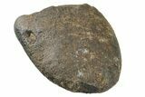 Nodosaur (Panoplosaurus) Ungual - Two Medicine Formation #153681-2